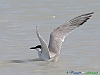 Uccelli charadriiformi 24 - Sterna zampenere.jpg